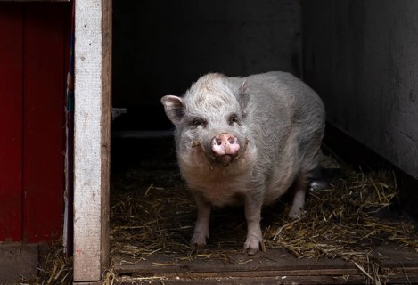 Pig, mini pig, stable, farm, Stuttgart, Baden-Württemberg, Germany