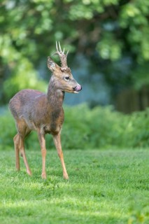 One male Roe Deer, Roe buck (Capreolus capreolus), standing on a green meadow in late light. Some