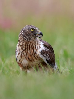 Western Marsh Harrier (Circus aeruginosus) male on grassland, Poland