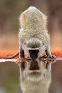 Vervet Monkey (Chlorocebus pygerythrus), adult, drinking, at the water, Kruger National Park,