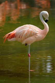 Chilean flamingo (Phoenicopterus chilensis) pink bird in pond