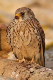 Lesser Kestrel (Falco naumanni), female resting on roof, Castile-La Mancha, Spain