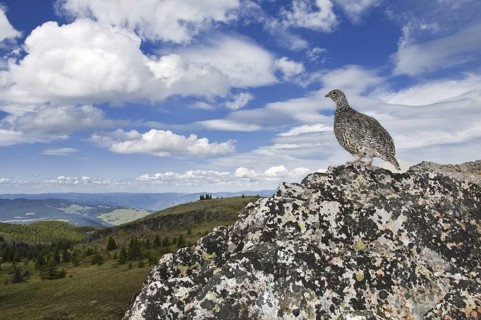 White-tailed Ptarmigan (Lagopus leucura), British Columbia, Canada