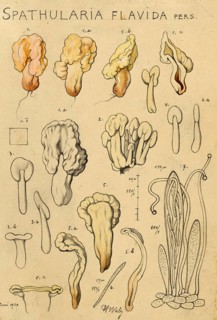 Mushroom, fungi, yellow earth tongue, yellow spatula mushroom, Spathularia clavata, authentic