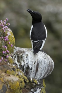 Razorbill (Alca torda) resting on ledge in cliff face at the Fowlsheugh RSPB reserve, Scotland, UK