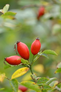 Ripe rose hips of the dog rose (Rosa canina) on a branch, Wilnsdorf, North Rhine-Westphalia,