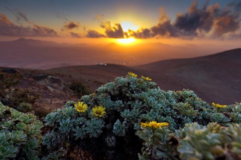 Canary Island Daisy, (Asteriscus sericeus), silky-haired gold star, blossom, flower, plant, plants,