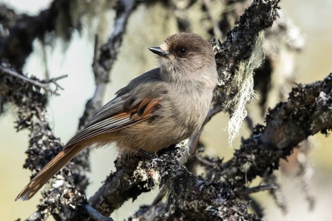Siberian Jay (Perisoreus infaustus), Dalarna, Sweden