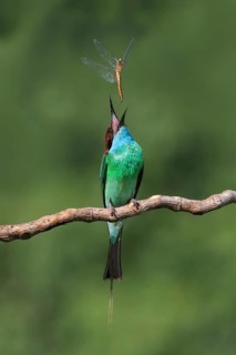 Blue-throated Bee-eater (Merops viridis) perched on a branch with dragonfly prey, Malaysia
