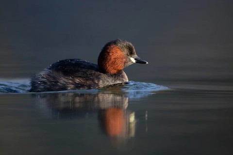 Little Grebe (Tachybaptus ruficollis), Saxony, Germany