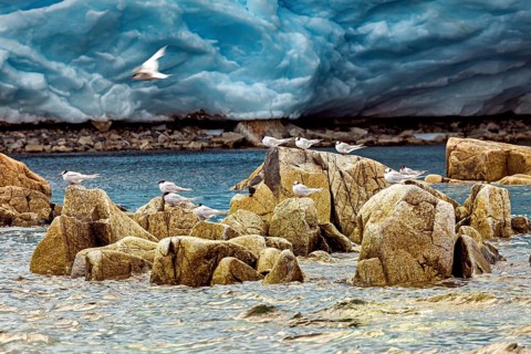Birds on rocks surrounded by water and a glacier in the background, a bird flies over it, The