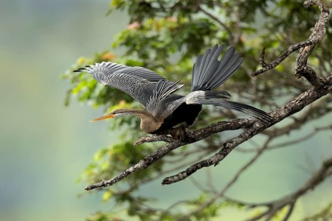 Oriental Darter (Anhinga melanogaster) perched on a branch, Udawalawe National Park, Sri Lanka
