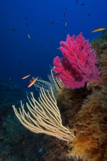 White gorgonian (Eunicella singularis) and Violescent sea-whip (Paramuricea clavata) and fish in a