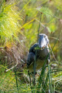 Shoebill (Balaeniceps rex), juvenile with papyrus in its beak, swamps of Mabamba, Lake Victoria,