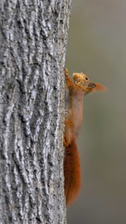 Eurasian red squirrel (Sciurus vulgaris), climbing tree trunk with dry grass in mouth,
