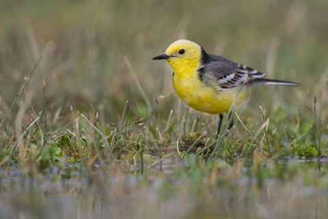 Citrine Wagtail - Zitronenstelze - Motacilla citreola ssp. citreola, Kazakhstan