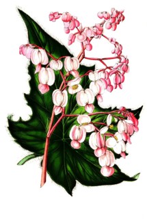 Bagonia verschaffeltii (hybrid), begonia, plant and flower, digitally reworked reproduction of an