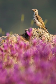 Mistle Thrush (Turdus viscivorus) perched on the ground amongst flowers, Madrid, Spain