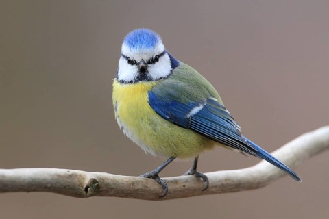 Eurasian Blue Tit (Cyanistes caeruleus), Lower Saxony, Germany