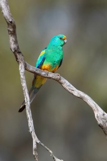 Mulga Parrot (Psephotellus varius) male perched on a branch, South Australia, Australia