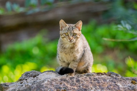 European wildcat (Felis silvestris silvestris) on rock, Hesse, Germany
