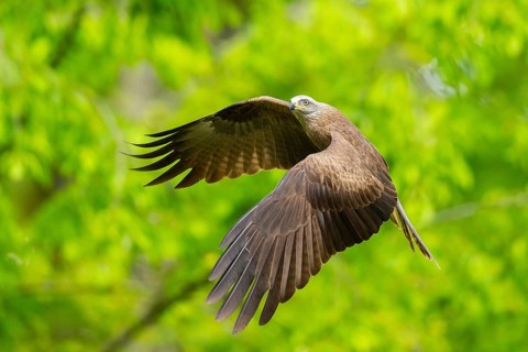 Black kite (Milvus migrans) flying in a forest in early summer, Bavaria, Germany