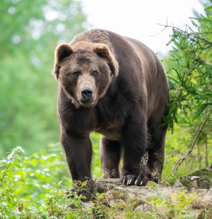 Brown bear (Ursus arctos) stands on a rock and looks attentively, Germany
