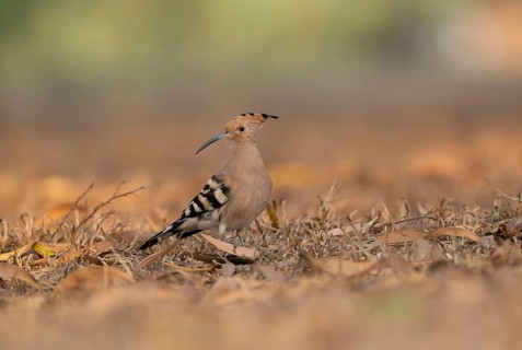Eurasian Hoopoe (Upupa epops) foraging on the ground in a field of dry grass, Sreepur, Gazipur,