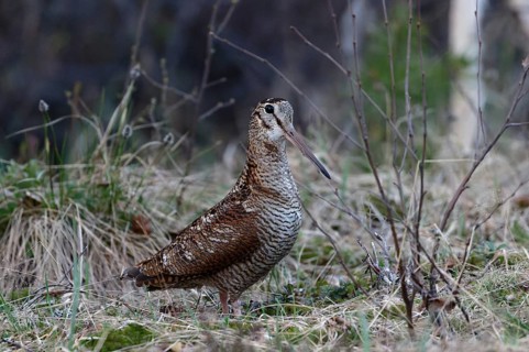 Eurasian Woodcock (Scolopax rusticola), Dalarna, Sweden