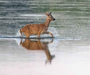 Deer (Capreolus capreolus), young roebuck running through the shallow water zone of a lake, Lower