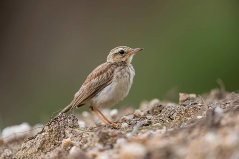 Paddyfield Pipit (Anthus rufulus), Sri Lanka