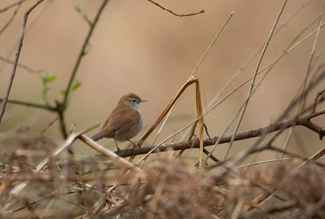 Cetti's warbler (Cettia cetti) adult male bird perched on a tree branch in spring, RSPB Minsmere