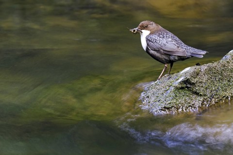White-throated Dipper (Cinclus cinclus), Asturias, Spain