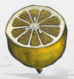 Sliced, halved lemon, citrus fruit, hand-coloured copper engraving or copper etching by Johann