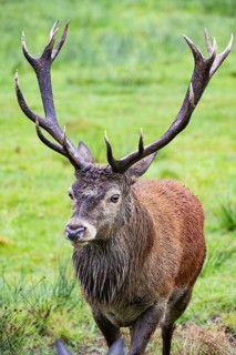 Red deer (Cervus elaphus) Rutting behaviour captive Germany