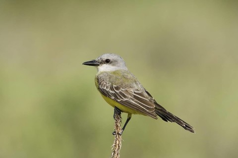 Couch's Kingbird Tyrannus couchii Boca Chica, Texas, United States February Adult Tyrannidae