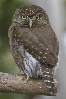 Northern Pygmy Owl (Glaucidium californicum), British Columbia, Canada
