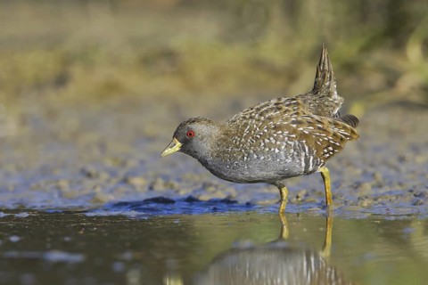 Australian Crake (Porzana fluminea), Victoria, Australia