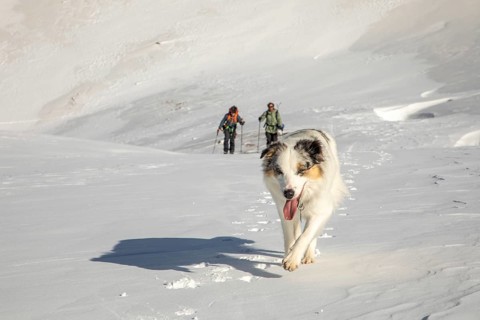 A playful dog leads the way across a snowy landscape with two snowboarders following behind. The