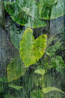 Plants and green leaves behind glass in greenhouse, structure, background, flora, art, texture,