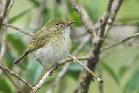 Hangnest Tody-Tyrant (Hemitriccus nidipendulus) perched on a branch in the Atlantic rainforest of