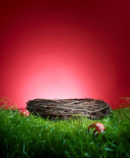 Turf in front of a red background, with an Easter nest and 2 red Easter eggs, studio shot