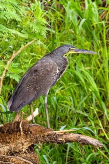 Bare-throated tiger heron (Tigrisoma mexicanum), in search of food