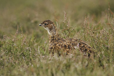 Red Grouse (Lagopus lagopus scotica) juvenile, Scottish Highlands, United Kingdom