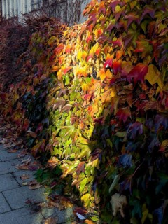 Boston ivy, Boston ivy with three lobes, Boston ivy with three lobes (Parthenocissus tricuspidata)