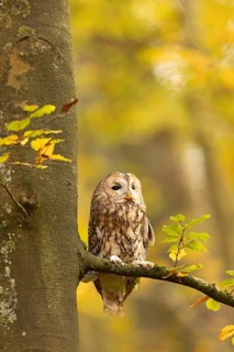 Tawny Owl (Strix aluco) captive, Baden-Wuerttemberg, Germany