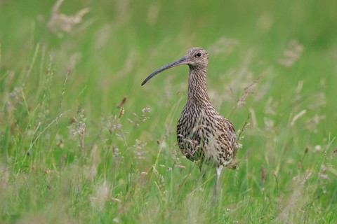 Eurasian Curlew (Numenius arquata), North Rhine-Westpalia, Germany