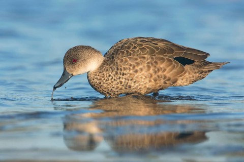 Grey Teal (Anas gracilis), Victoria, Australia