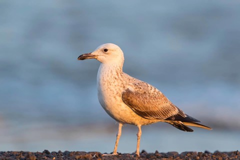 Armenienmöwe, Armeniermöwe, Larus armenicus, Larus cachinnans armenicus, Armenian Gull