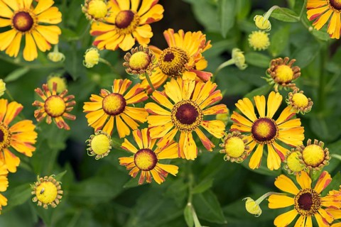 Sunflower (Helenium 'Rauchtopas'), Merkel family, Germany